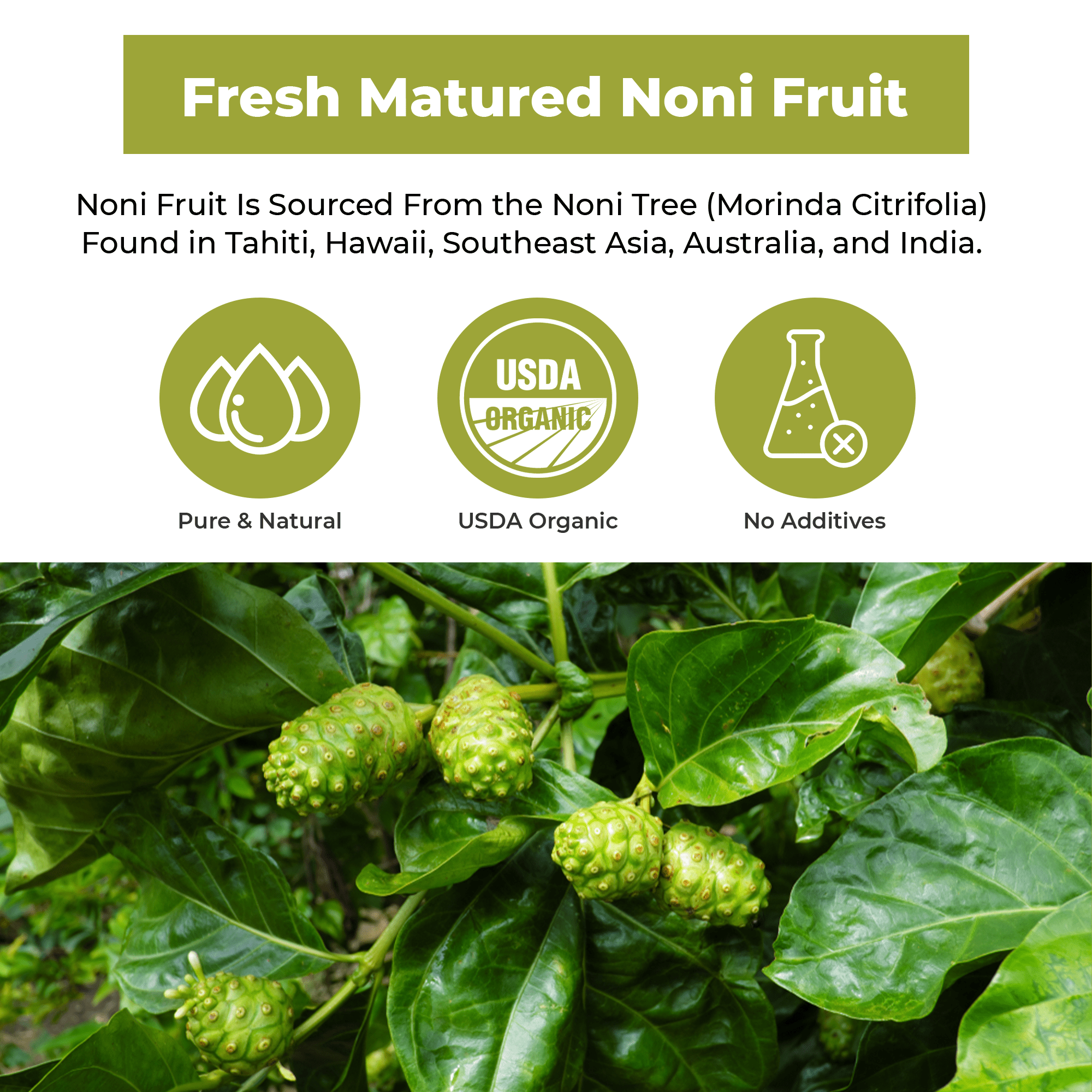 Aclivia Noni Fruit Supplement