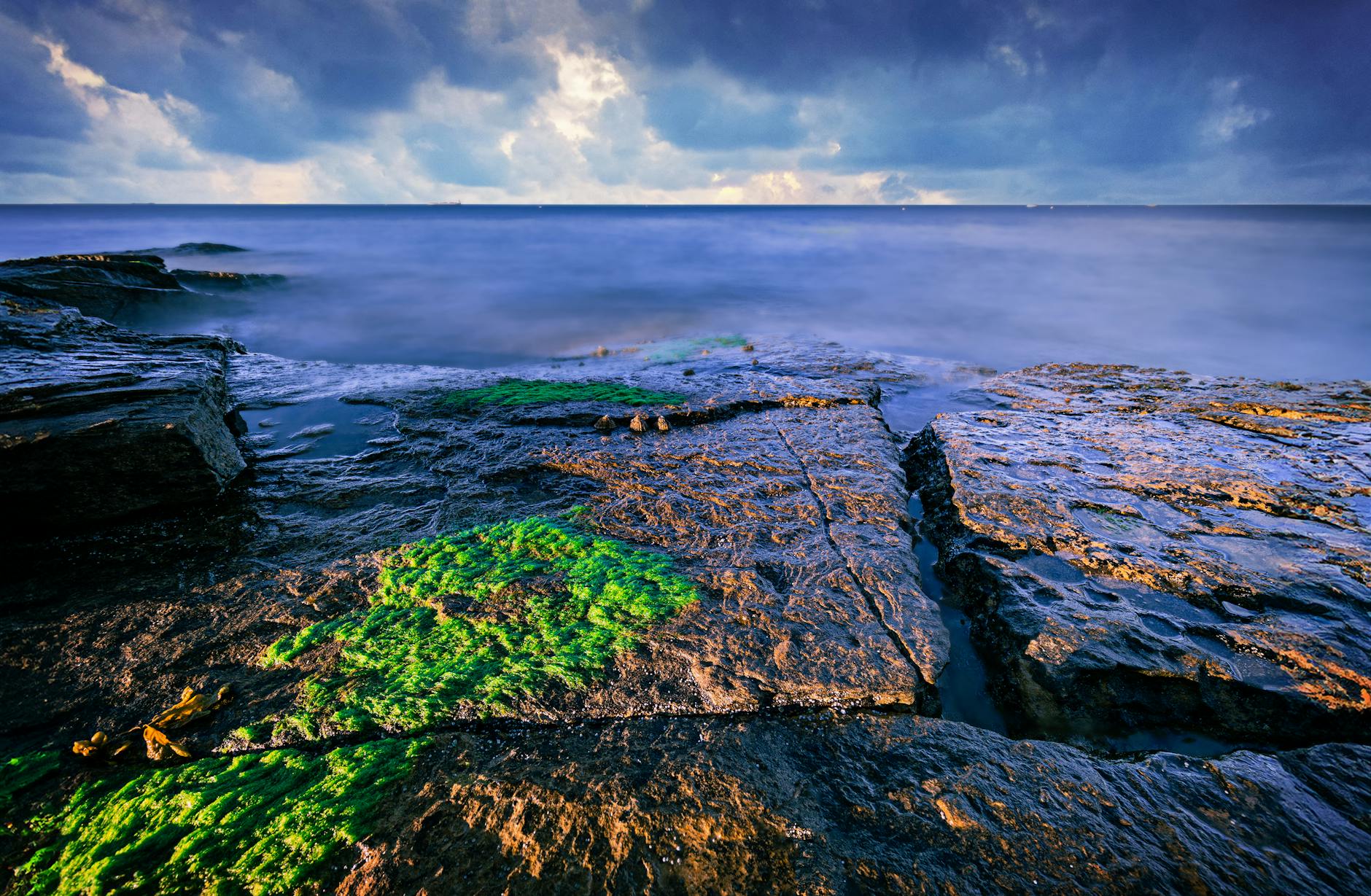 The Ultimate Guide to Sea Moss: Benefits, Uses, and More for 2024